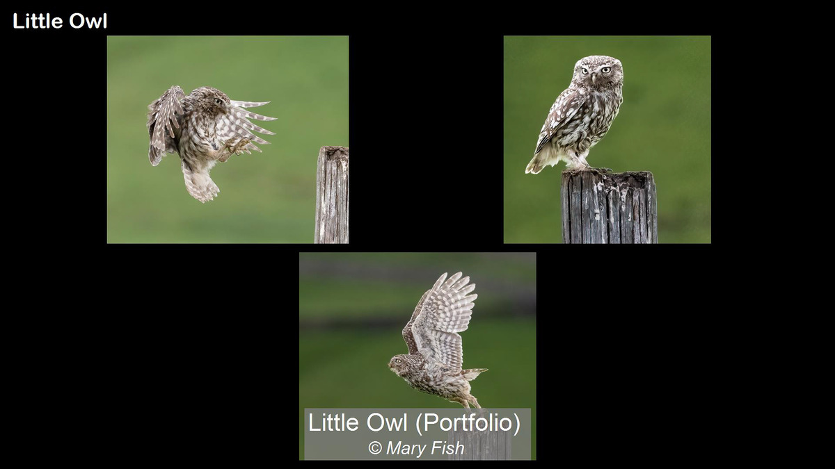 Jan 2022 Runner Up - Little Owl by Mary Fish